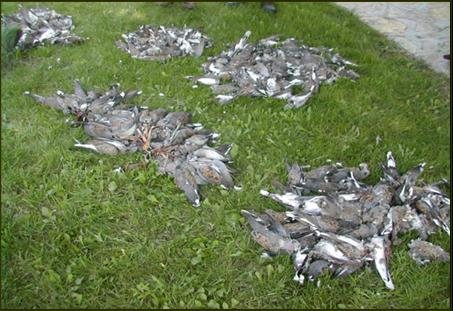 turtle dove expression